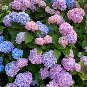 Meet your Posher, Ariela